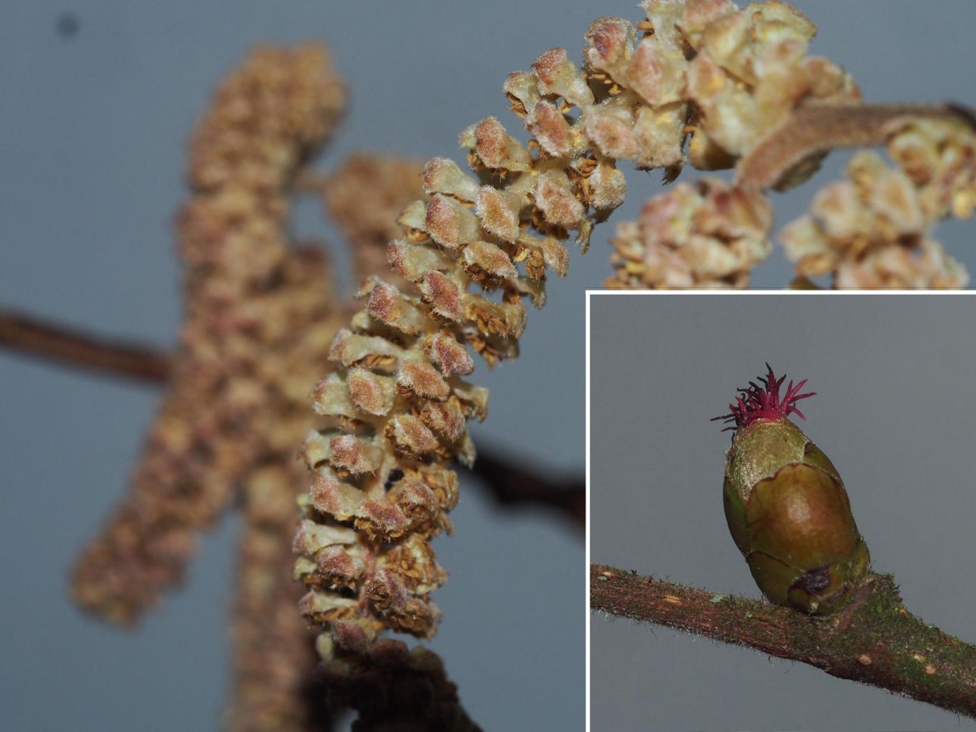 Hazel flower